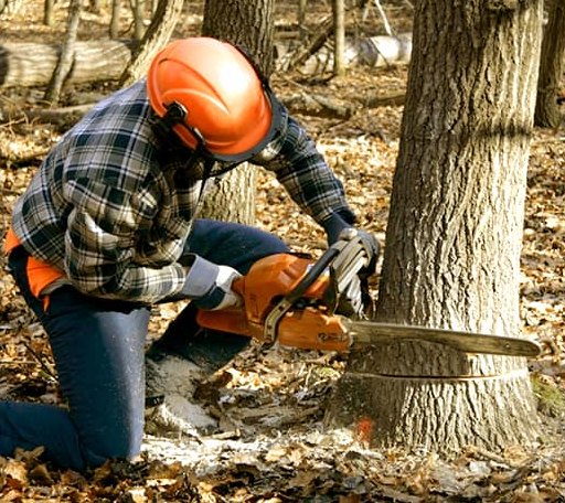 Tree Removal in Canyon Dam, CA
